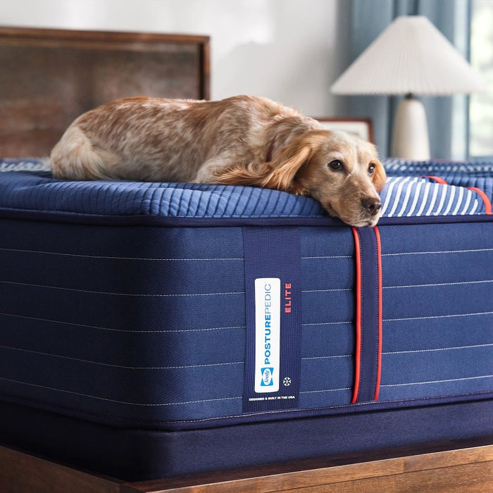 Sealy Albany II Spring Mattress - Massey's Furniture Barn (Watertown, NY) 