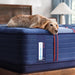Sealy Albany II Spring Mattress - Massey's Furniture Barn (Watertown, NY) 