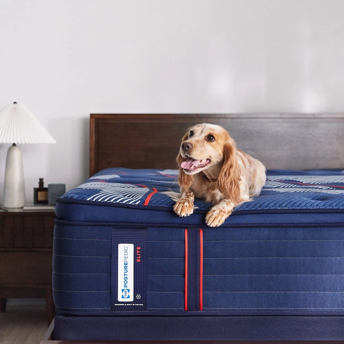 Sealy Albany II Spring Mattress - Massey's Furniture Barn (Watertown, NY) 